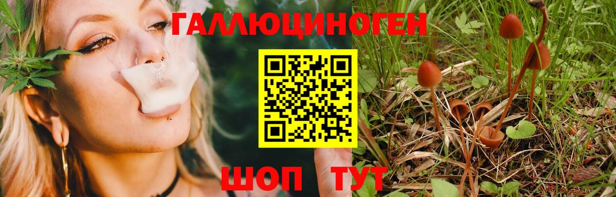 Кубинка  Псилоцибиновые грибы Psilocybine cubensis  Вход с VPN 